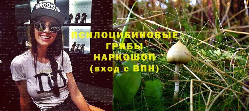 Галлюциногенные грибы Magic Shrooms  Медынь 